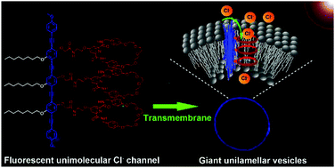 Graphical abstract: A well-defined unimolecular channel facilitates chloride transport