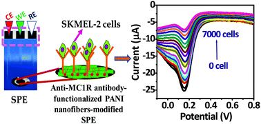 Graphical abstract: Ultrasensitive electrochemical immunoassay for melanoma cells using mesoporous polyaniline