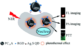 Graphical abstract: High quantum yield Ag2S quantum dot@polypeptide-engineered hybrid nanogels for targeted second near-infrared fluorescence/photoacoustic imaging and photothermal therapy
