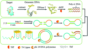 Graphical abstract: Amplified detection of genome-containing biological targets using terminal deoxynucleotidyl transferase-assisted rolling circle amplification