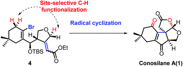 Graphical abstract: Total synthesis of conosilane A via a site-selective C–H functionalization strategy