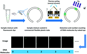 Graphical abstract: Counting DNA molecules with visual segment-based readouts in minutes