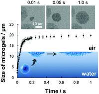 Graphical abstract: The deformation of hydrogel microspheres at the air/water interface
