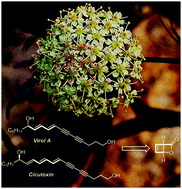 Graphical abstract: Expeditious synthesis of polyacetylenic water hemlock toxins and their effects on the major GABAA receptor isoform