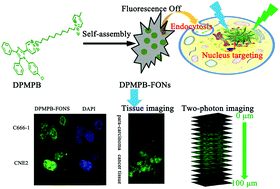 Graphical abstract: A self-assembled nanoprobe for long-term cancer cell nucleus-specific staining and two-photon breast cancer imaging