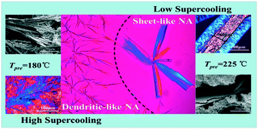 Graphical abstract: Supercooling-dependent morphology evolution of an organic nucleating agent in poly(l-lactide)/poly(d-lactide) blends