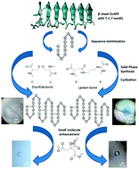 Graphical abstract: Synthetic insect antifreeze peptides modify ice crystal growth habit