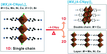 Graphical abstract: 4-Cyanopyridine, a versatile mono- and bidentate ligand. Crystal structures of related coordination polymers determined by X-ray powder diffraction