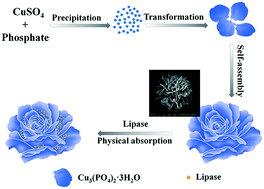 Graphical abstract: Pure copper phosphate nanostructures with controlled growth: a versatile support for enzyme immobilization