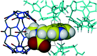 Graphical abstract: Exploring cucurbit[6]uril–peptide interactions in the solid state: crystal structure of cucurbit[6]uril complexes with glycyl-containing dipeptides