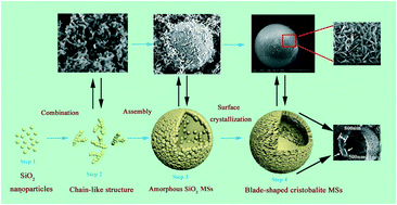 Graphical abstract: Self-assembled 3D architectures of blade-shaped hierarchical hollow microspheres from cristobalite nanosheets with exposed (101) facets