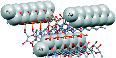 Graphical abstract: The first X-ray structure of a silver–nucleotide complex: interaction of ion Ag(i) with cytidine-5′-monophosphate