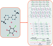 Graphical abstract: Structures and phase transitions in neat 4,4′-di-tert-butyl-2,2′-bipyridyl and in its molecular complexes with either bromanilic or iodanilic acid