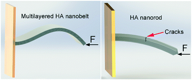 Graphical abstract: In situ visualization of the superior nanomechanical flexibility of individual hydroxyapatite nanobelts
