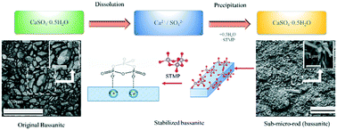 Graphical abstract: Retardation behavior of hydration of calcium sulfate hemihydrate (bassanite) induced by sodium trimetaphosphate (STMP)