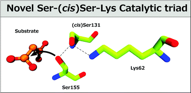 Graphical abstract: The mechanism of the Ser-(cis)Ser-Lys catalytic triad of peptide amidases
