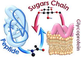 Graphical abstract: Sugar–peptidic bond interactions: spectroscopic characterization of a model system