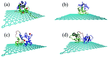 Graphical abstract: Impact of graphyne on structural and dynamical properties of calmodulin
