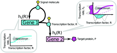 Graphical abstract: Hill kinetics as a noise filter: the role of transcription factor autoregulation in gene cascades