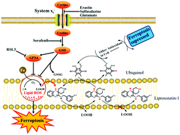 Graphical abstract: Theoretical insights into the mechanism of ferroptosis suppression via inactivation of a lipid peroxide radical by liproxstatin-1