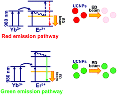 Graphical abstract: Distinct mechanisms for the upconversion of NaYF4:Yb3+,Er3+ nanoparticles revealed by stimulated emission depletion