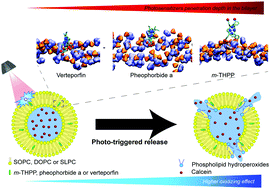 Graphical abstract: Impact of lipid composition and photosensitizer hydrophobicity on the efficiency of light-triggered liposomal release