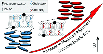 Graphical abstract: Mastering the magnetic susceptibility of magnetically responsive bicelles with 3β-amino-5-cholestene and complexed lanthanide ions