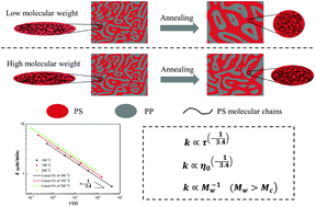 Graphical abstract: The effect of chain mobility on the coarsening process of co-continuous, immiscible polymer blends under quiescent melt annealing