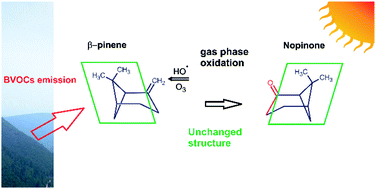 Graphical abstract: The quasi-unchanged gas-phase molecular structures of the atmospheric aerosol precursor β-pinene and its oxidation product nopinone