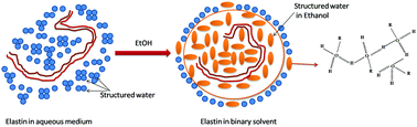 Graphical abstract: Hydrophobic hydration and anomalous diffusion of elastin in an ethanolic solution