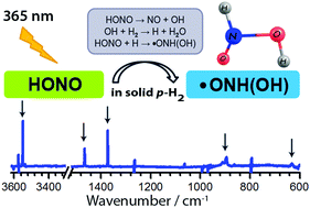 Graphical abstract: Reaction of H + HONO in solid para-hydrogen: infrared spectrum of ˙ONH(OH)
