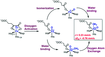 Graphical abstract: Mechanistic insights into dioxygen activation, oxygen atom exchange and substrate epoxidation by AsqJ dioxygenase from quantum mechanical/molecular mechanical calculations