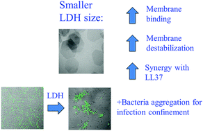 Graphical abstract: Membrane interactions and antimicrobial effects of layered double hydroxide nanoparticles