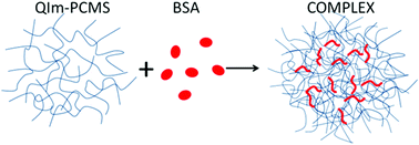 Graphical abstract: Tuning the solution organization of cationic polymers through interactions with bovine serum albumin