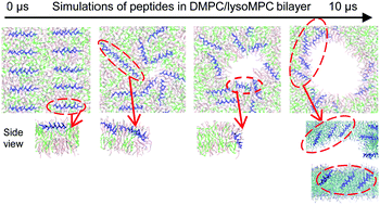 Graphical abstract: Effect of lipid shape on toroidal pore formation and peptide orientation in lipid bilayers