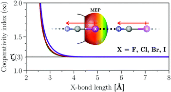 Graphical abstract: Modeling cooperative effects in halogen-bonded infinite linear chains