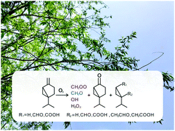 Graphical abstract: Mechanism of gas-phase ozonolysis of sabinene in the atmosphere