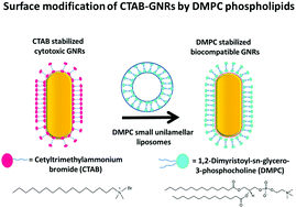 Graphical abstract: Phospholipid stabilized gold nanorods: towards improved colloidal stability and biocompatibility