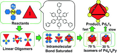 Graphical abstract: A reaction model on the self-assembly process of octahedron-shaped coordination capsules