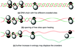Graphical abstract: DNA melting in the presence of molecular crowders