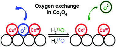 Graphical abstract: How many surface atoms in Co3O4 take part in oxygen evolution? Isotope labeling together with differential electrochemical mass spectrometry