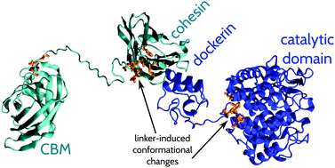 Graphical abstract: The length but not the sequence of peptide linker modules exerts the primary influence on the conformations of protein domains in cellulosome multi-enzyme complexes
