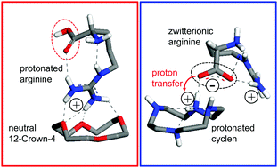 Graphical abstract: Isolated complexes of the amino acid arginine with polyether and polyamine macrocycles, the role of proton transfer