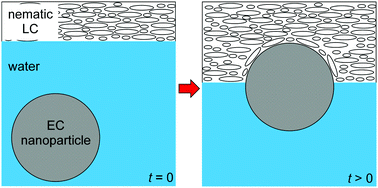 Graphical abstract: Dynamics of ethyl cellulose nanoparticle self-assembly at the interface of a nematic liquid crystal droplet