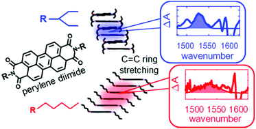 Graphical abstract: Using molecular vibrations to probe exciton delocalization in films of perylene diimides with ultrafast mid-IR spectroscopy