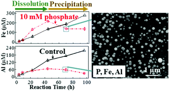 Graphical abstract: Effects of phosphate on biotite dissolution and secondary precipitation under conditions relevant to engineered subsurface processes