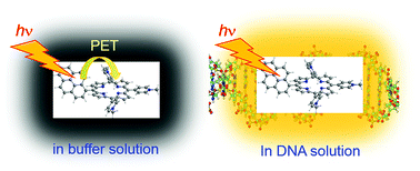 Graphical abstract: Relationship between the photoinduced electron transfer and binding modes of a pyrene–porphyrin dyad to DNA
