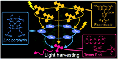Graphical abstract: Successive energy transfer within multiple photosensitizers assembled in a hexameric hemoprotein scaffold