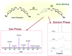 Graphical abstract: Solution and gas phase evidence of anion binding through the secondary bonding interactions of a bidentate bis-antimony(iii) anion receptor