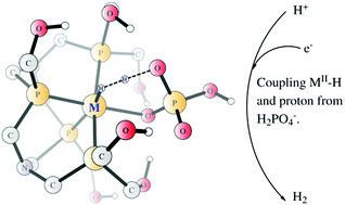 Graphical abstract: Reaction mechanism of hydrogen evolution catalysed by Co and Fe complexes containing a tetra-dentate phosphine ligand – a DFT study